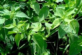   Leaves
